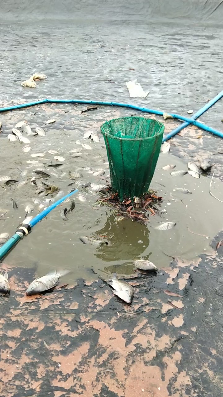 .虾塘里的咸水罗非鱼