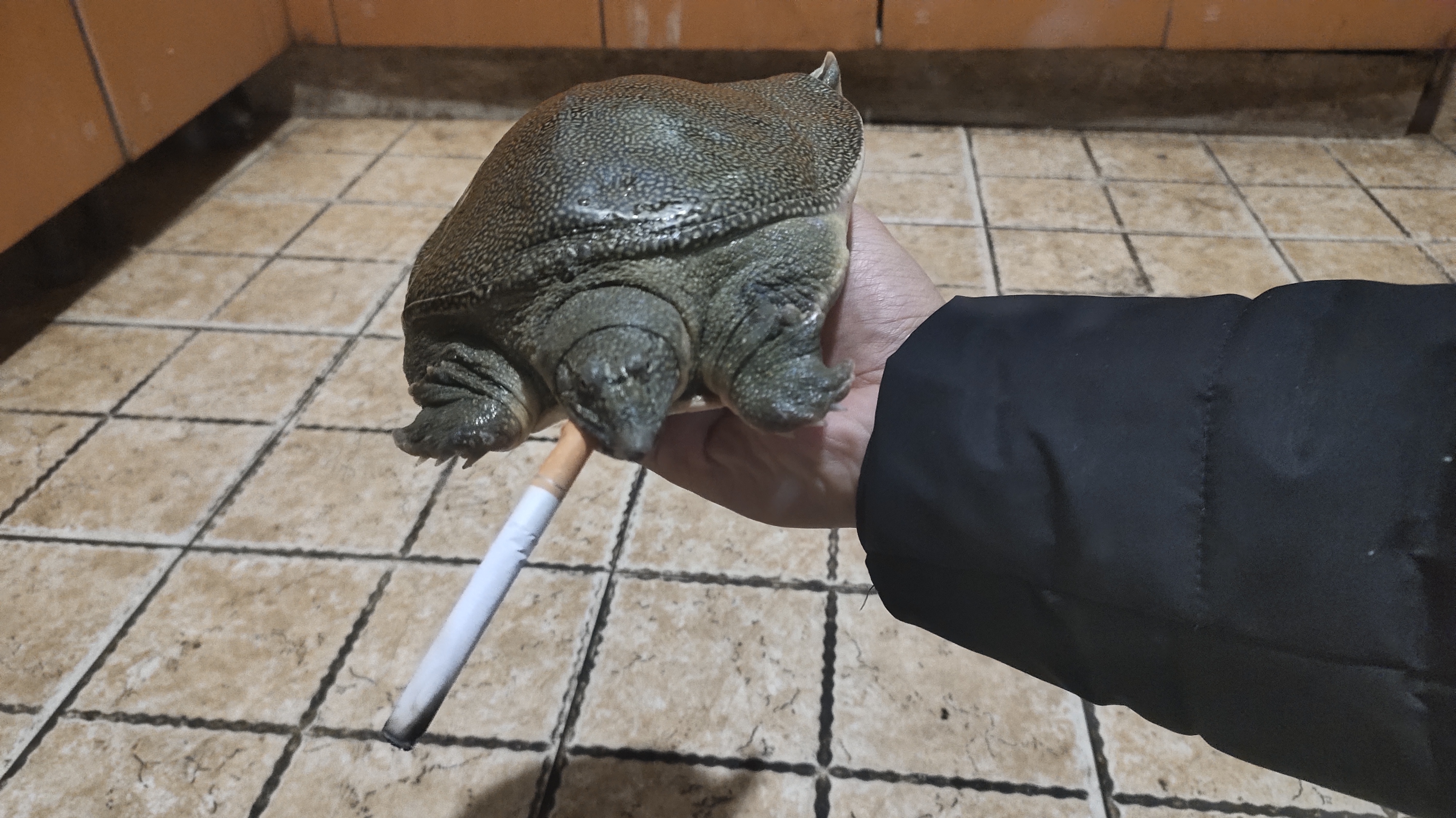 吃甲鱼区分公母很重要,学会这个办法,一招就能识别