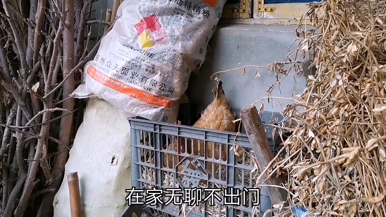 非常时期在家不出门,看看家里的母鸡生蛋过程