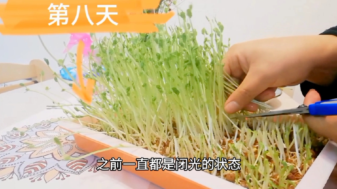 今天就用它做一个清醒自然的去火汤,一家老小都抢着喝