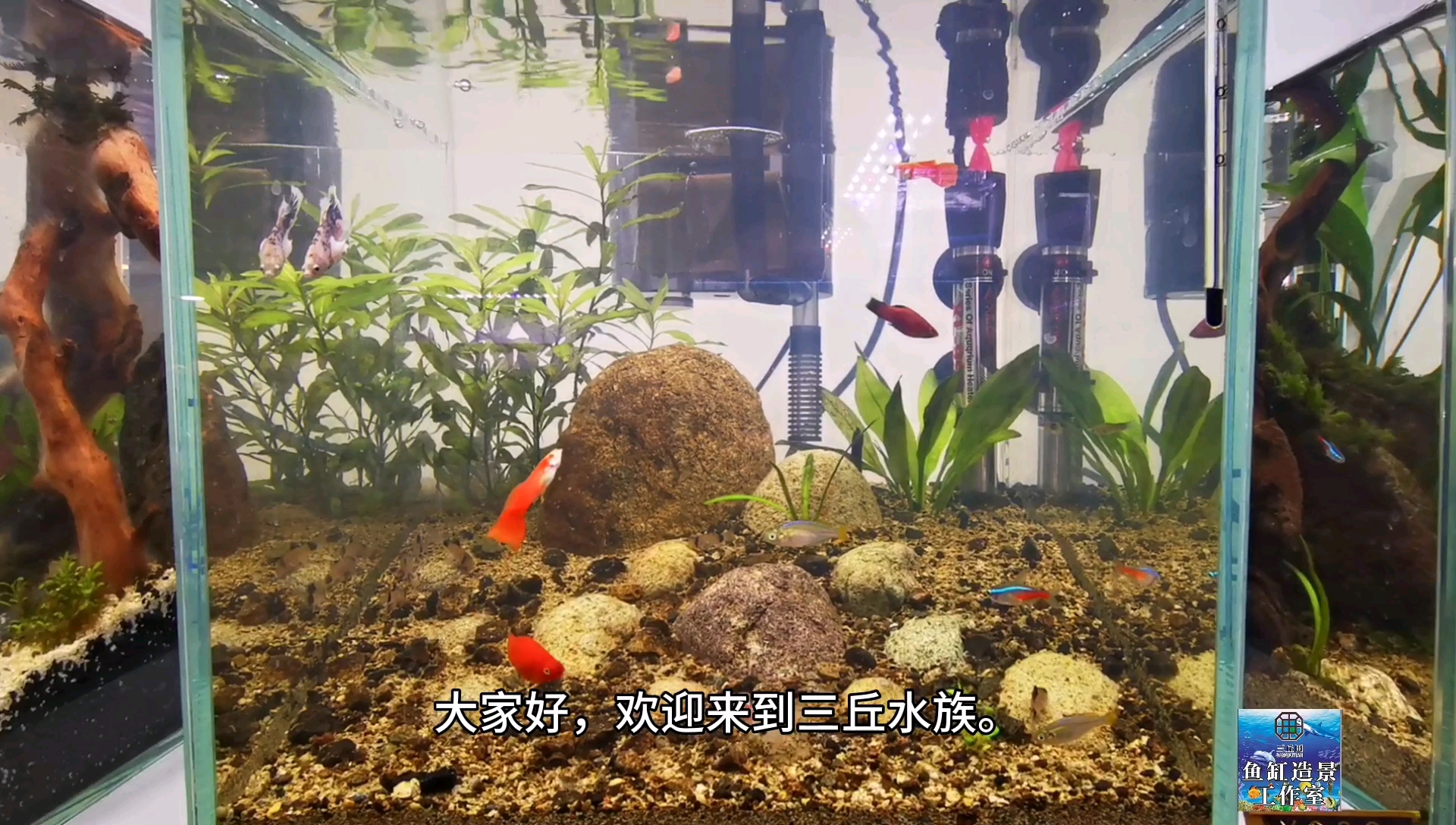 30厘米大小的原生态景观鱼缸,没什么造景技术含量,倒也简单大方