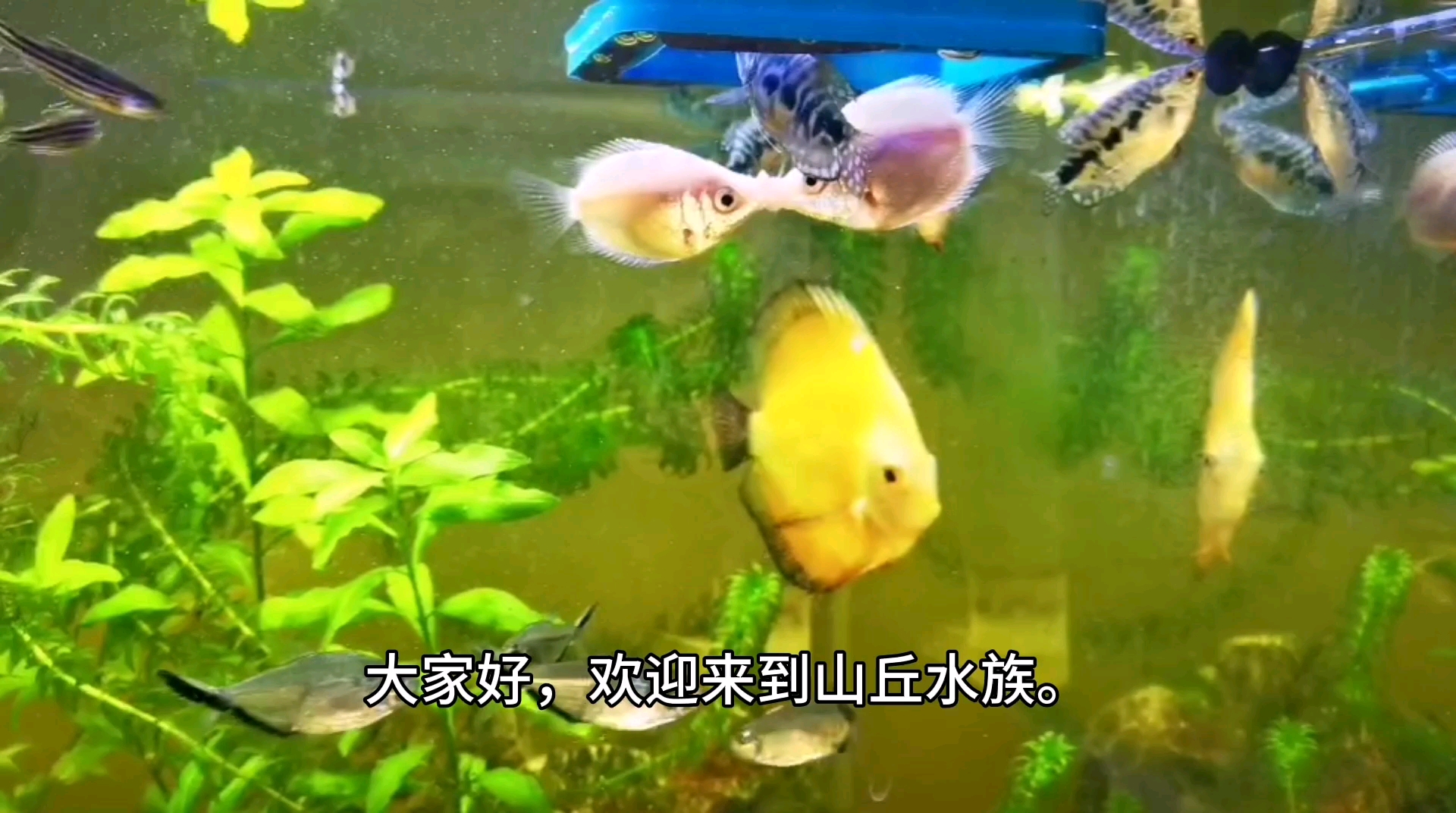 亲嘴鱼为什么会亲嘴嘴呢?真是太可爱了!