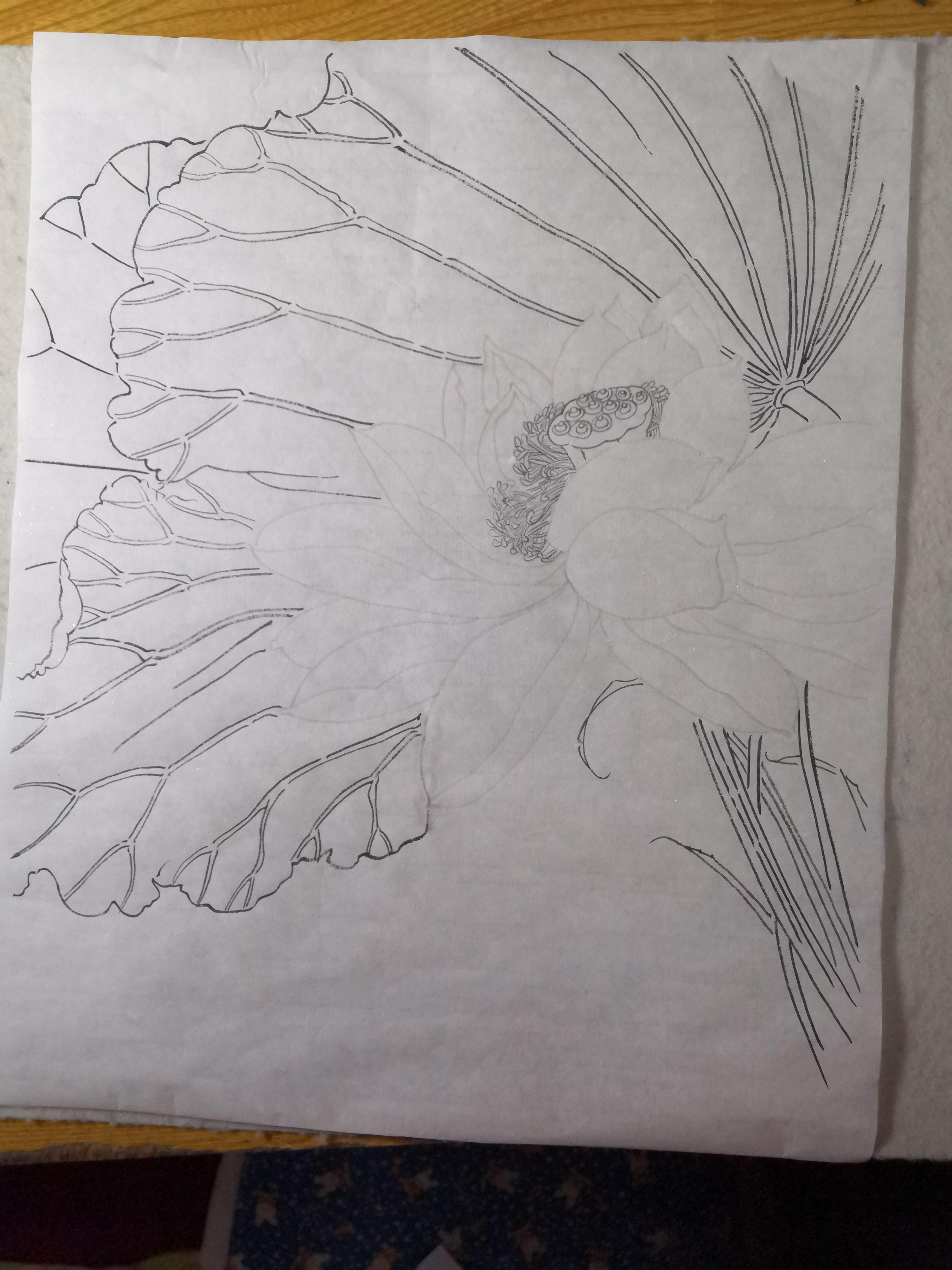 工笔画 荷花图完成