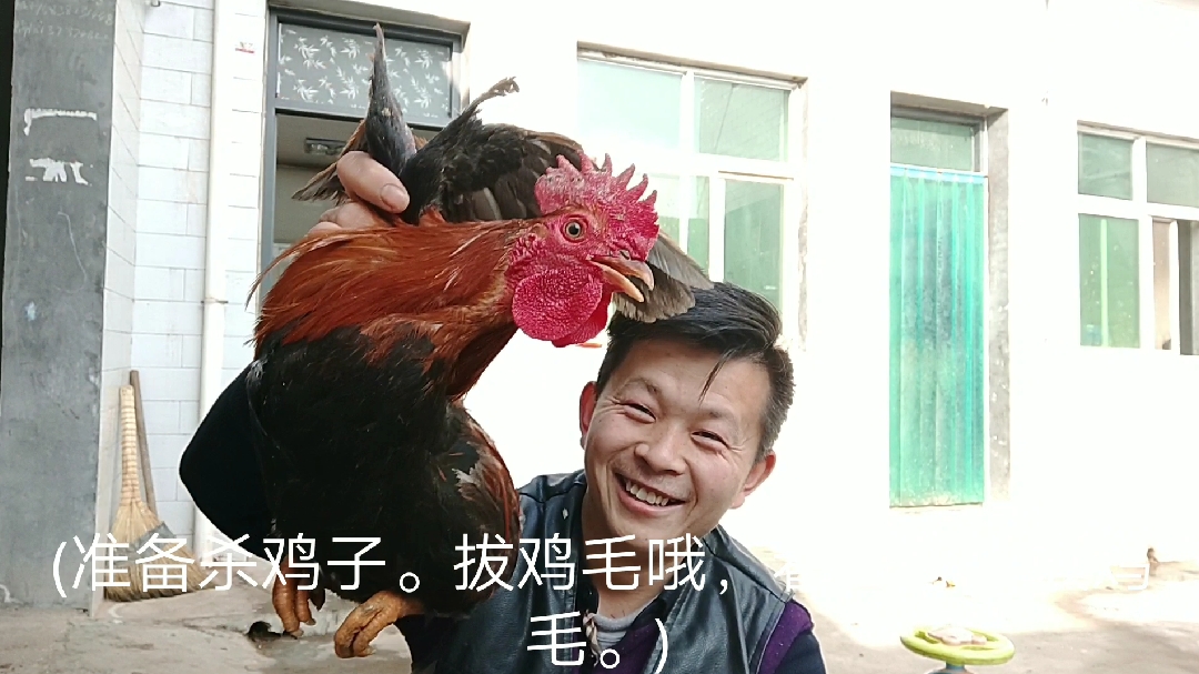 召弟,带你们看农村的土鸡,然后拔鸡毛,和剎鸡