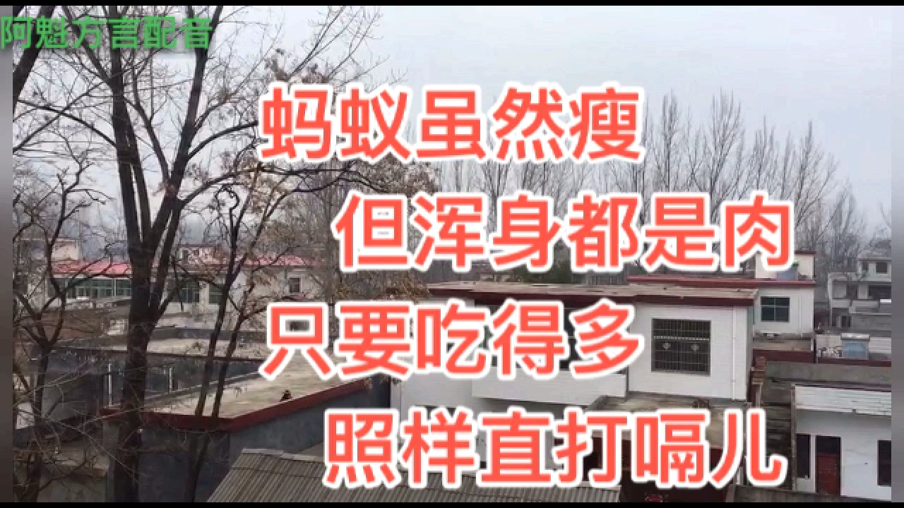 河南方言搞笑:蚂蚁虽然瘦,但浑身都是肉,太有才了!
