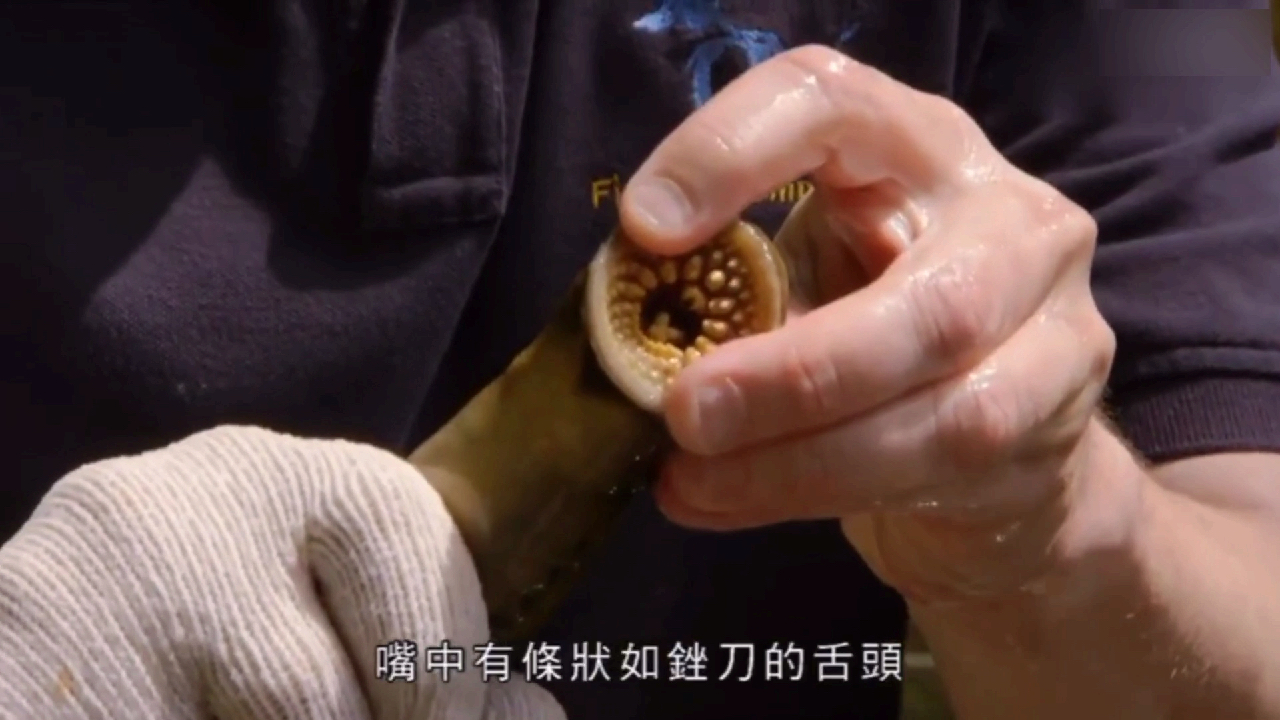 可怕的“吸盘鱼”。