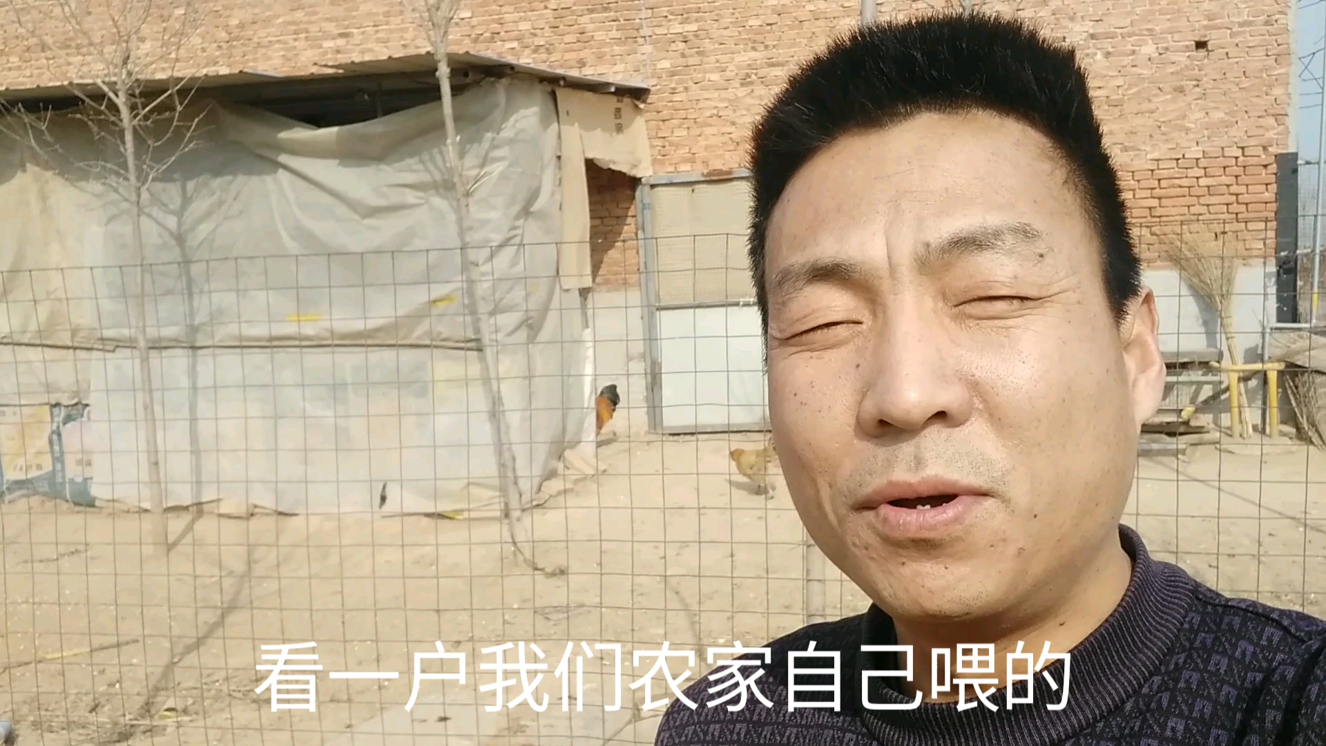 农家自己喂的笨鸡'、笨鹅,一只80块钱。带大家看看真实情况。