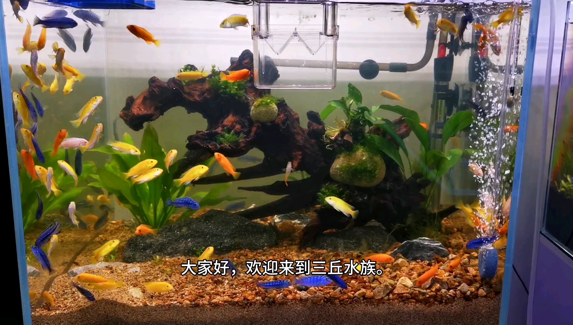 色彩艳丽的马鲷鱼,是非常漂亮好养的一种鱼,不过切勿和灯科混养