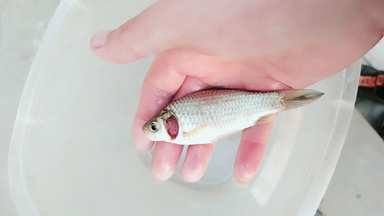 钓的鲫鱼没有鱼鳃盖这是得病了吗?