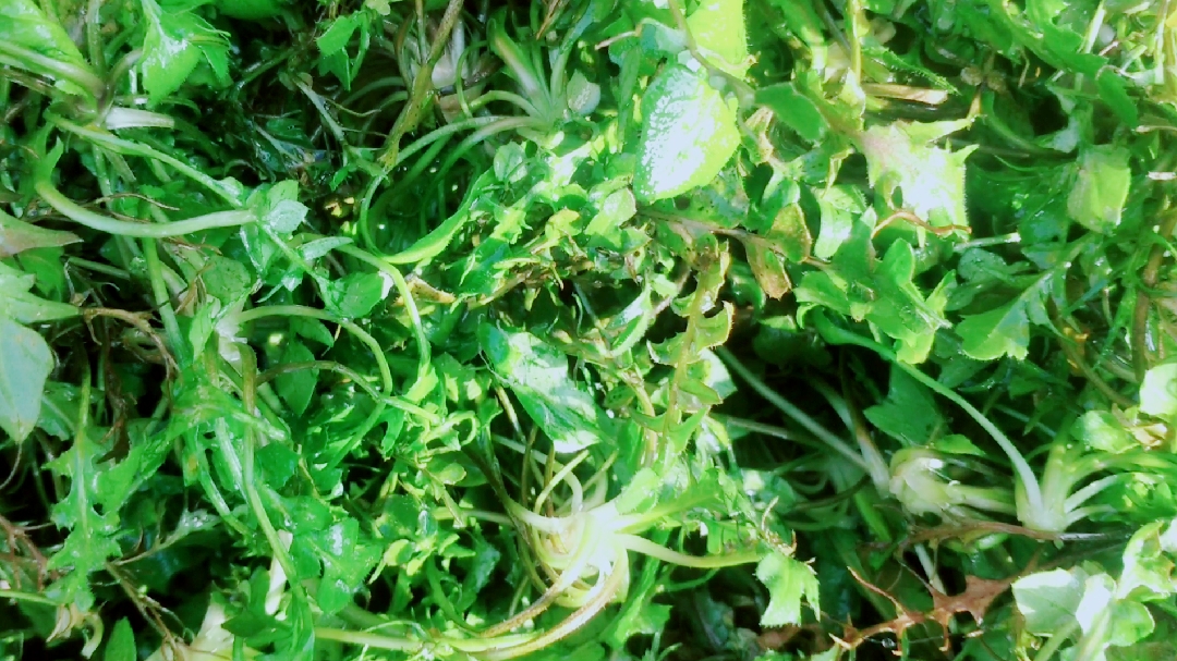 今天用这种野鸡菜包饺子吃,好久没吃过鸡菜包的饺子了