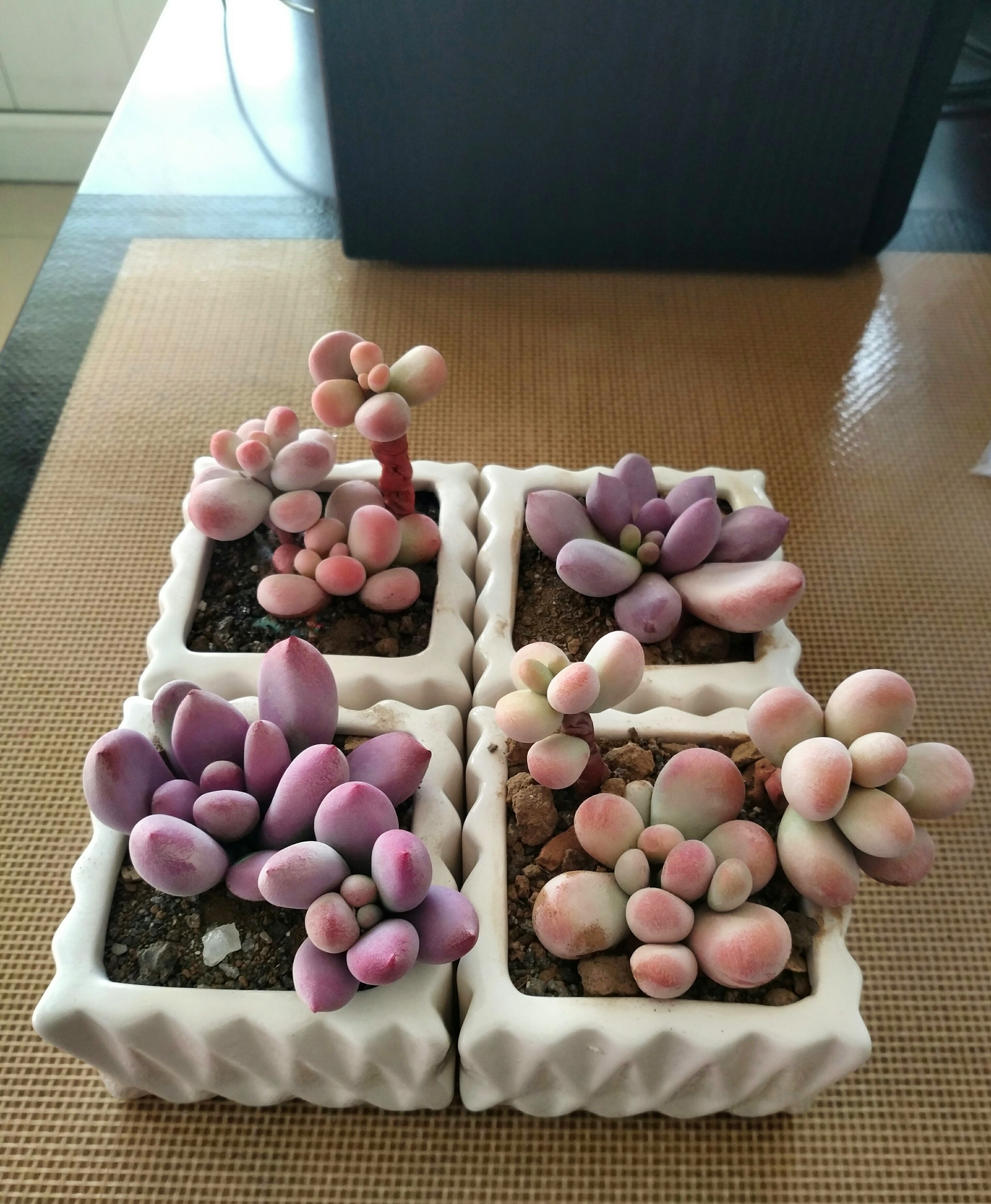 今年情人节送软陶多肉吧