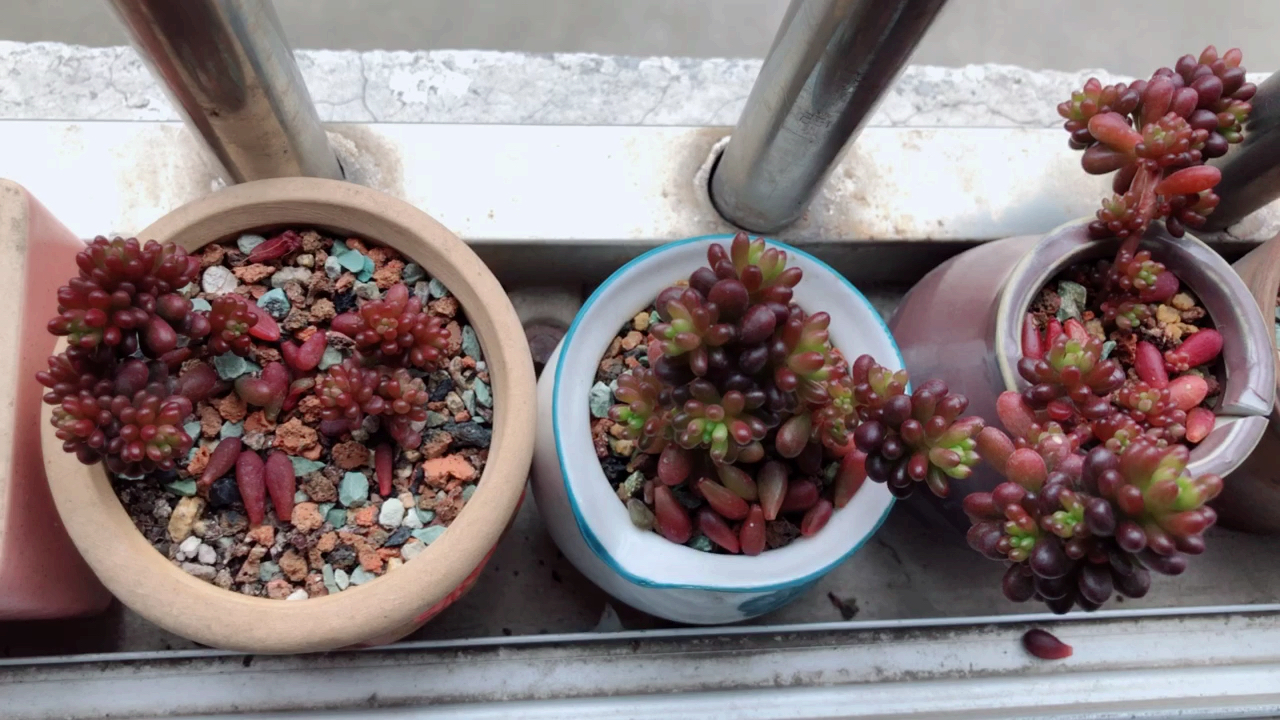 我最喜欢的多肉浆果,你们养了嘛～