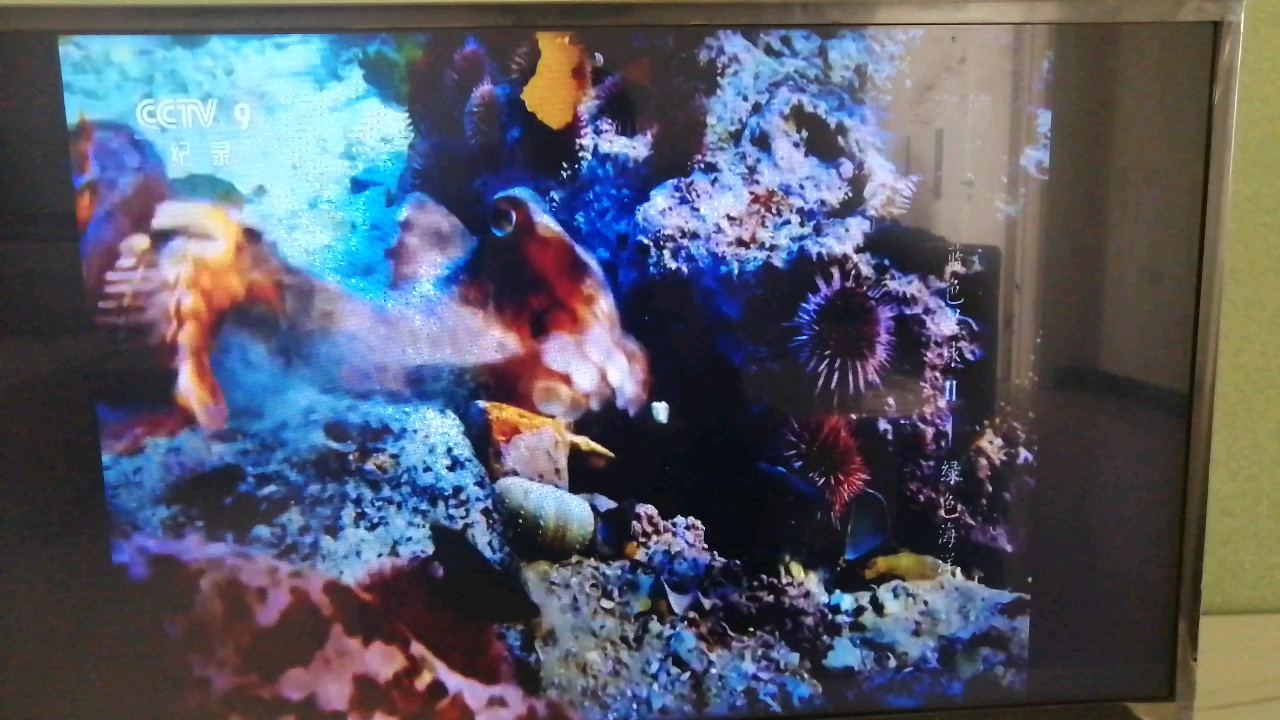 海底世界大鲨鱼开始准备猎杀章鱼
