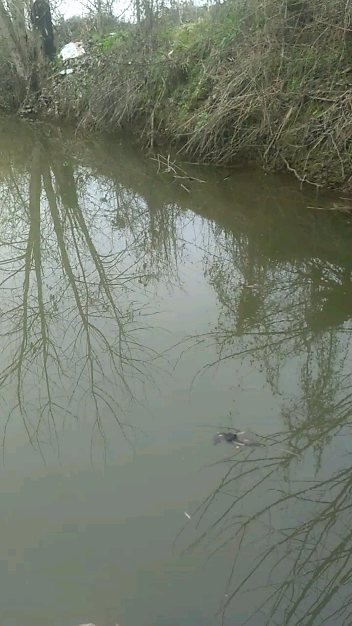 闲在家没事出去抓鱼去。。