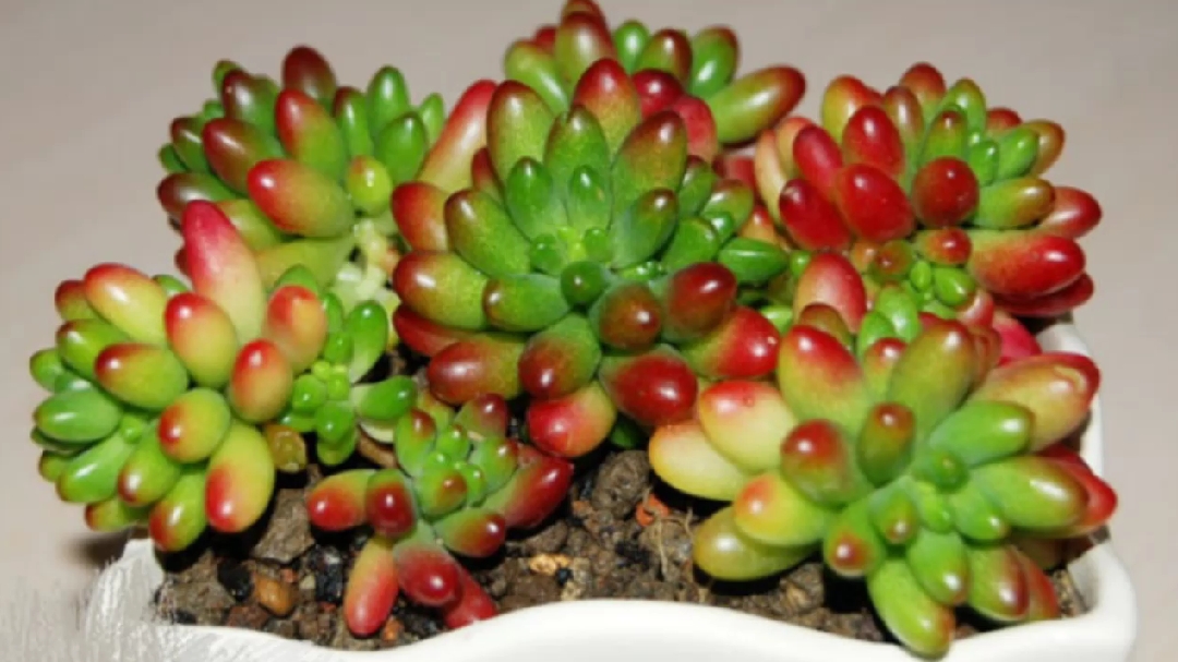多肉植物开花会死吗?开花对多肉有什么影响?一分钟教你养护