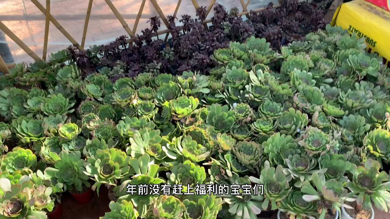 多肉植物之万圣节-这是个纯福利视频