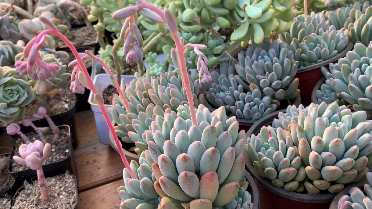 多肉植物之灯美人-这个渐变色的肉肉也太好看了吧