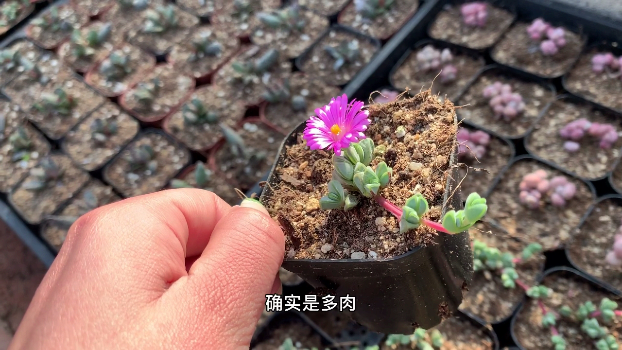 多肉植物之碧玉莲-这个花戬绝对是春天的感觉