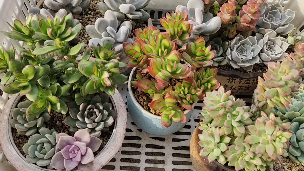 同样是天狗之舞,同样的配土,同时种,怎么状态却截然不同呢?