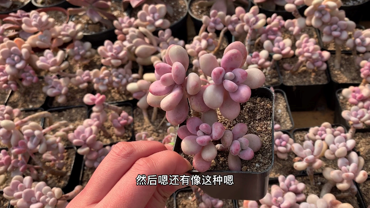 多肉植物之桃蛋-梦琪带您赏各式各样的桃蛋