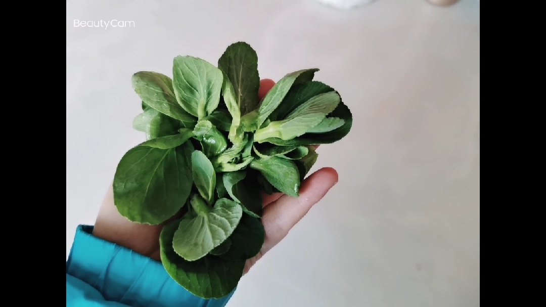 给小豌豆做早餐青菜下面,小豌豆很爱吃