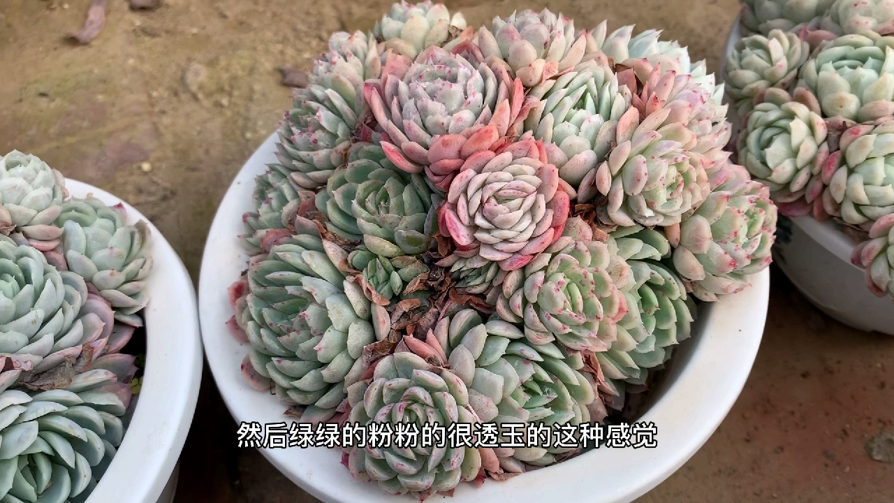 多肉植物之冰莓-四季养护纯干货!