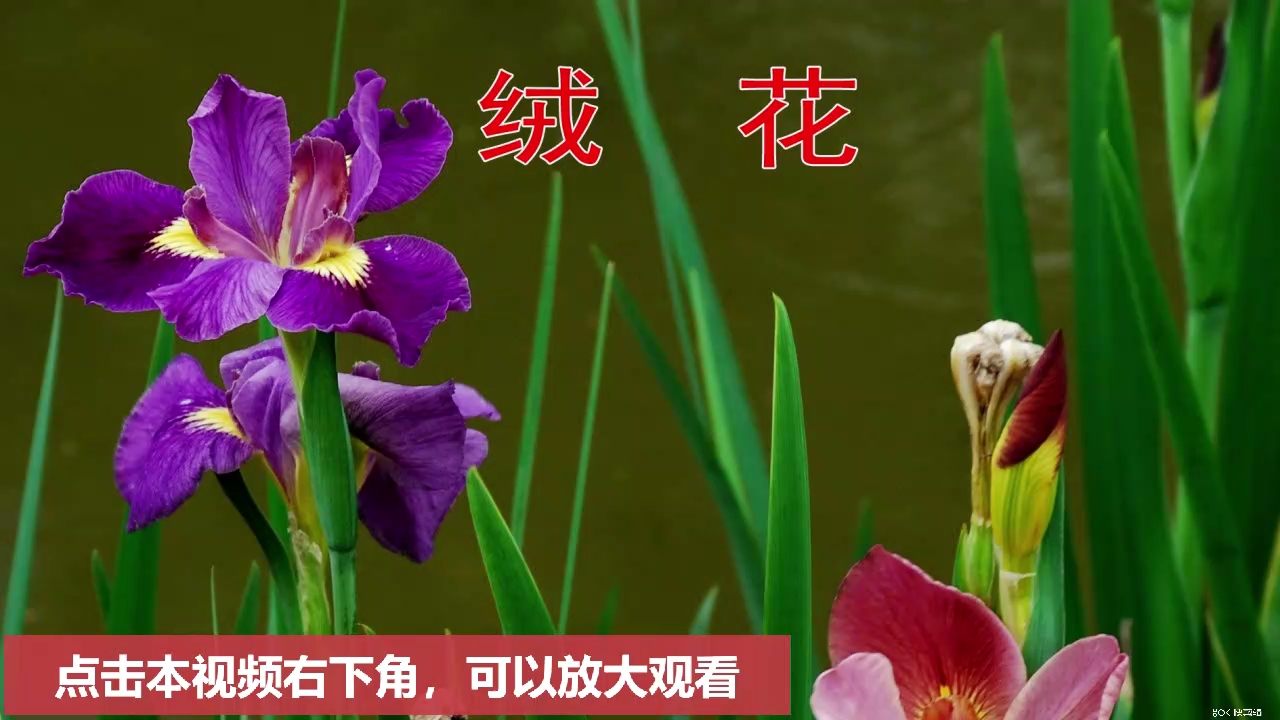 (绒花)简谱学唱