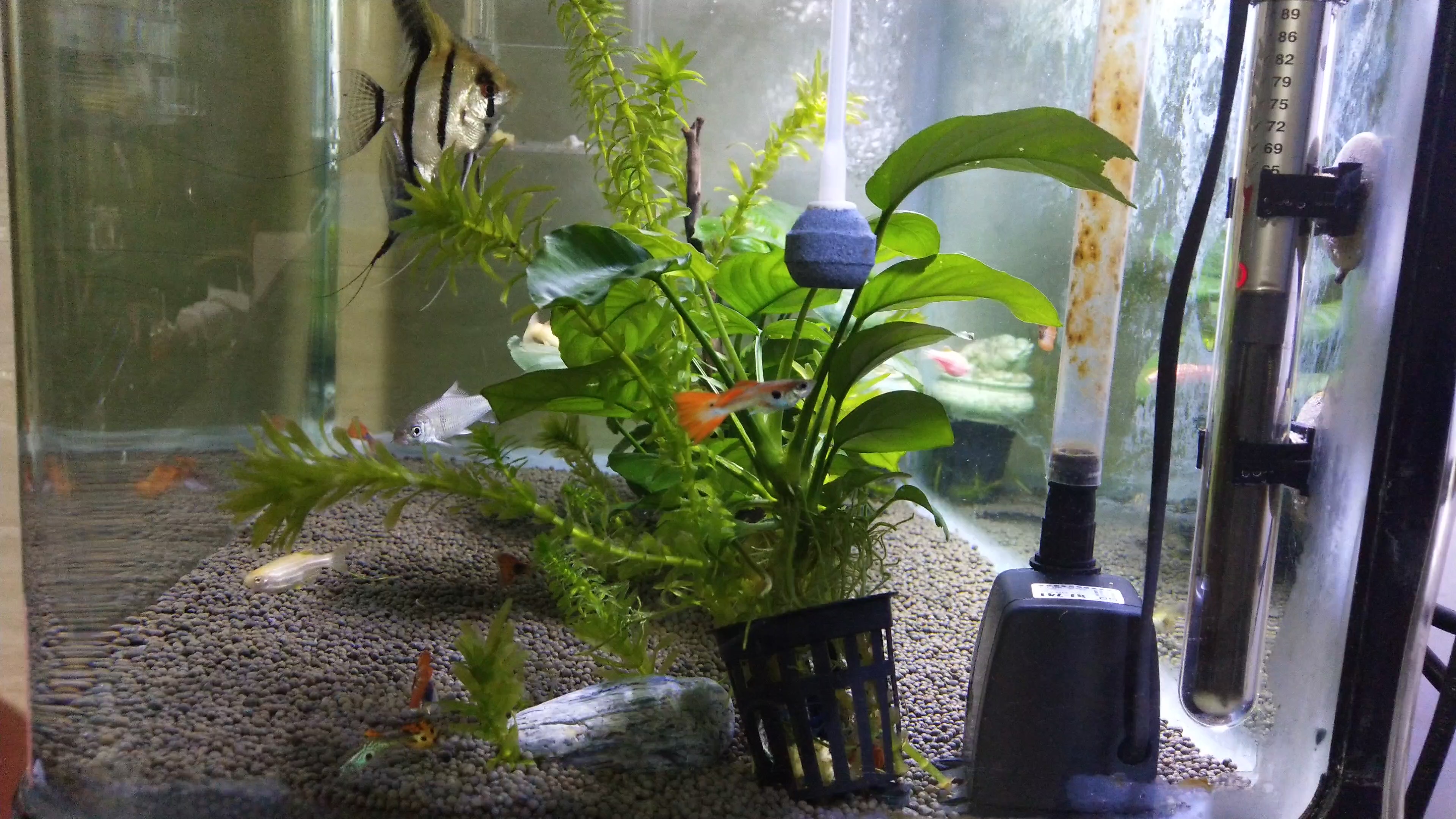 热带鱼孔雀,神仙,斑马,黄金胡子都可以混养