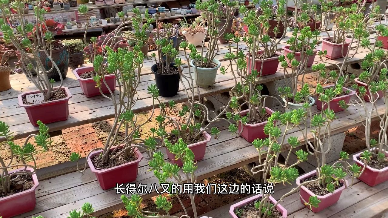 多肉植物之八千代-论大个头观赏性的八千代