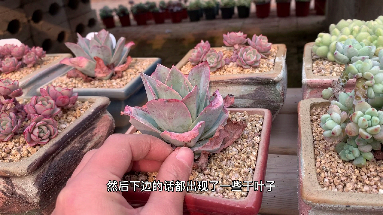 多肉植物之园子里上盆的肉肉-桃蛋和桃美人区别