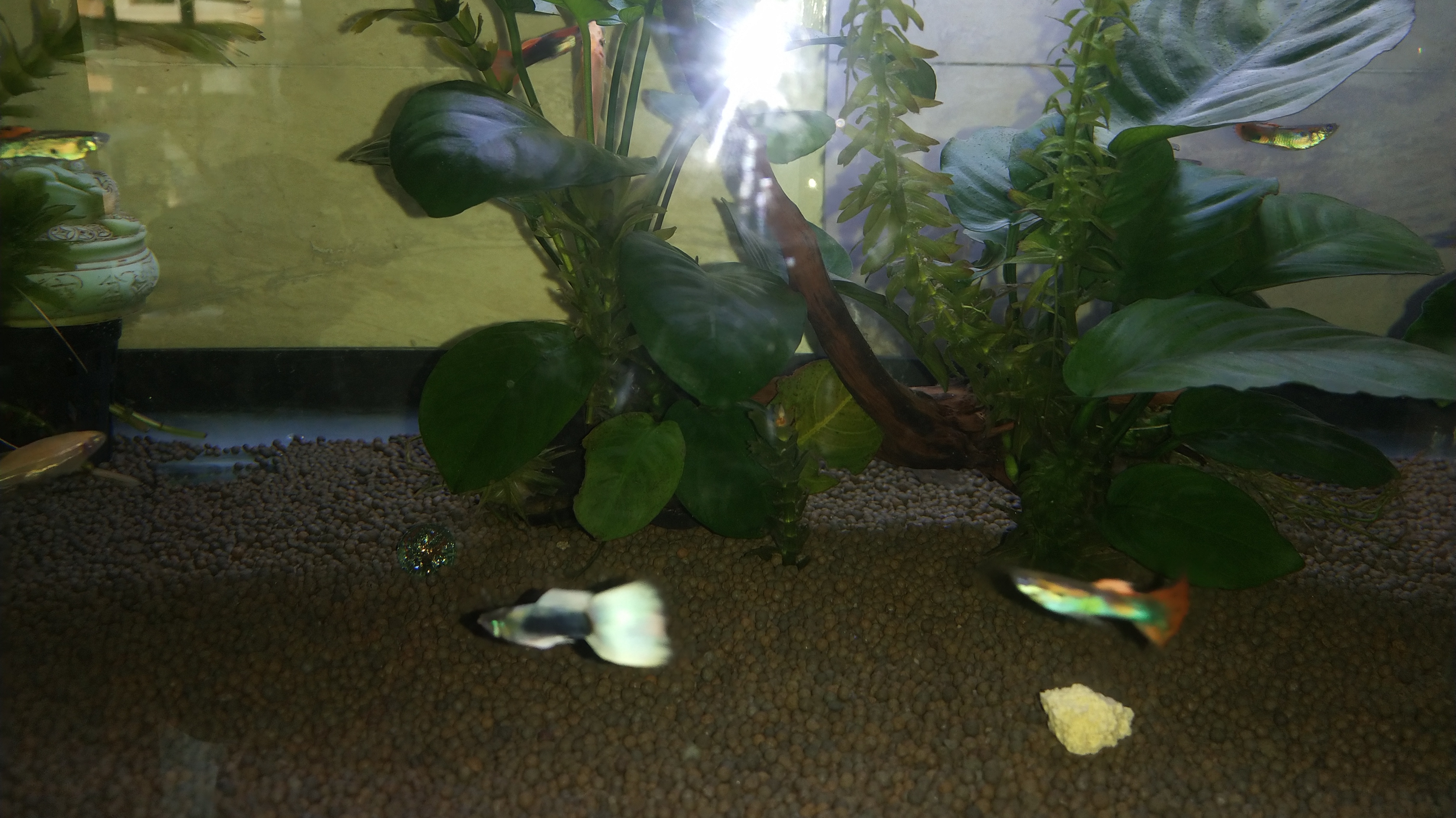 孔雀鱼开箱3对,这次有惊喜了,鱼品相非常不错,而且个头大