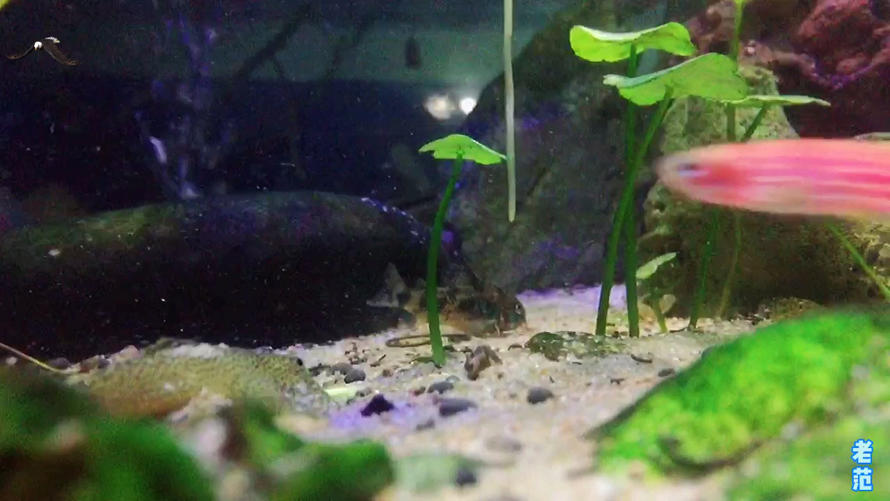 琵琶鼠鱼和花椒鼠