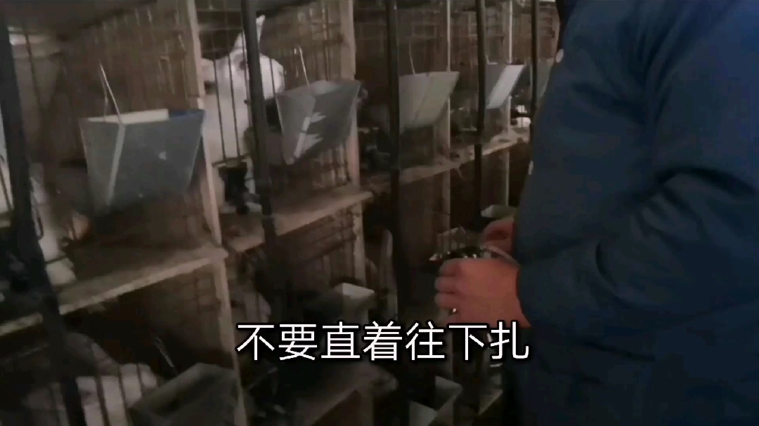 今天来了两个这样给兔子打疫苗的,给大家拍下