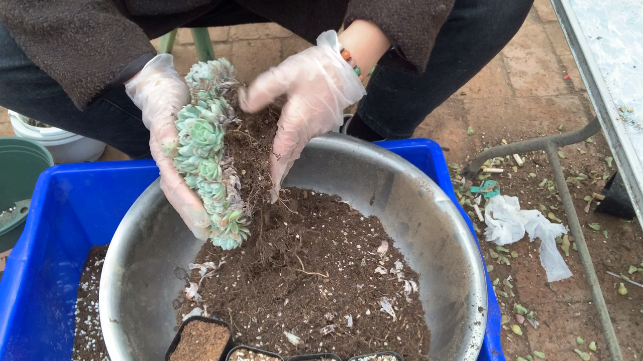 多肉植物之爆盆冰莓换盆-为何会让少女崩溃
