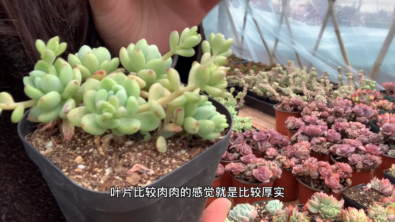 多肉植物之凝脂莲-日常养护小课堂