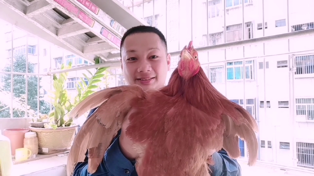 有吃过阉鸡吗?阉过的鸡原来好处那么多,知道的应该不多