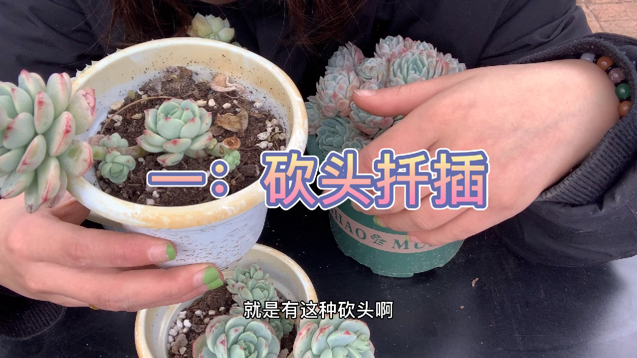多肉植物之如何爆盆-一些多肉爆盆的小方法