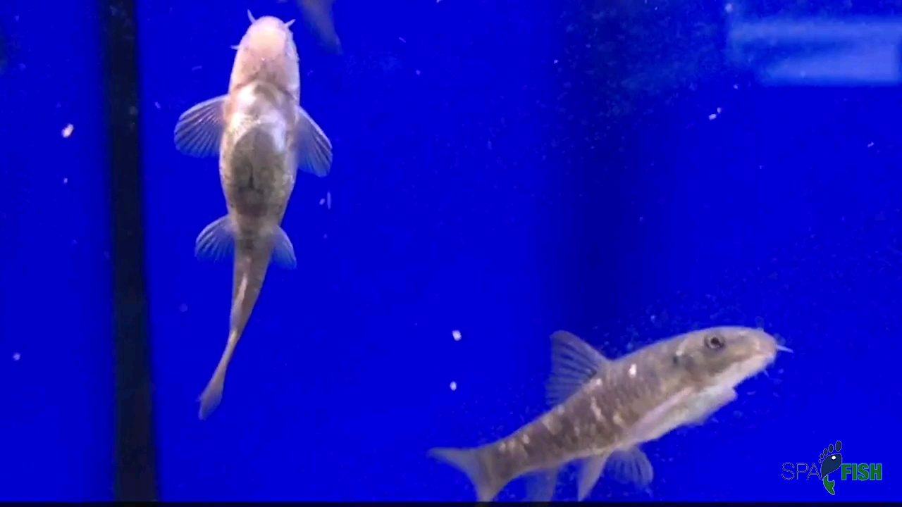 淡红墨头鱼真鱼疗鱼