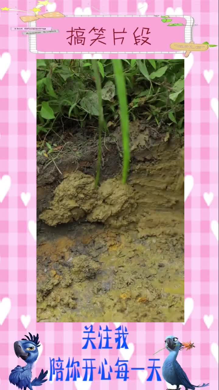营养价值最高的鲟龙鱼,这样做真好吃!,搞笑视频
