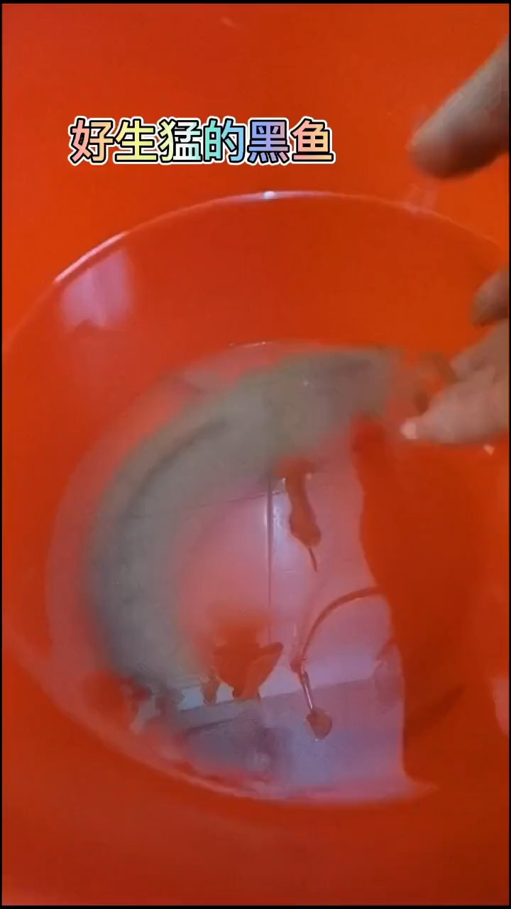 #搞笑视频#好的食材往往只需要最简单的处理就可以发挥出它最差的一面