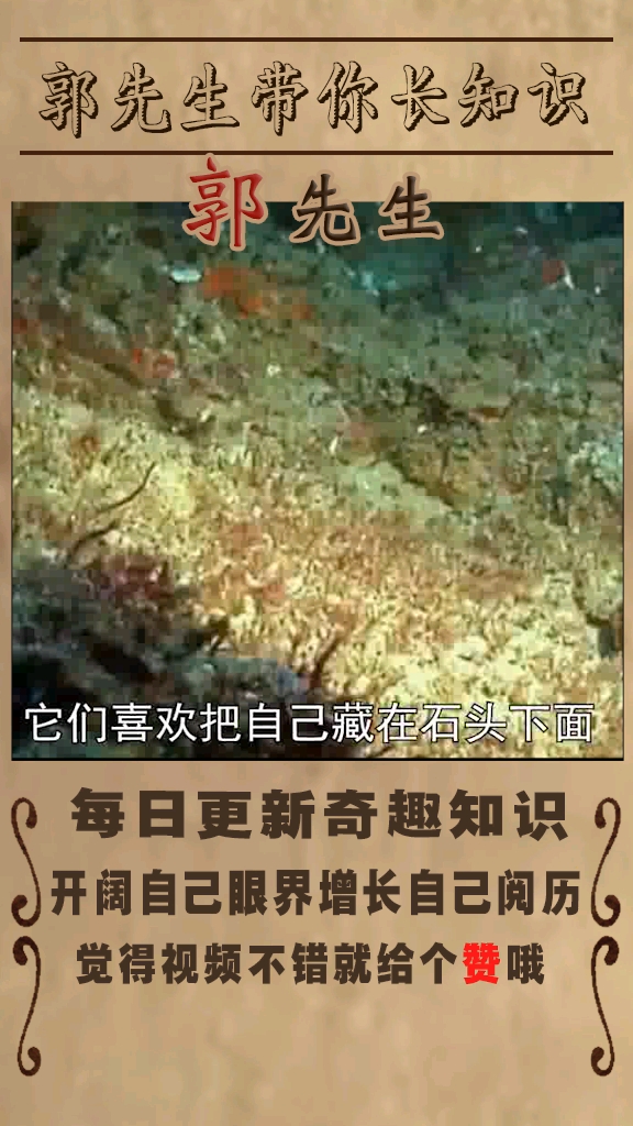 恐怖生物之石头鱼