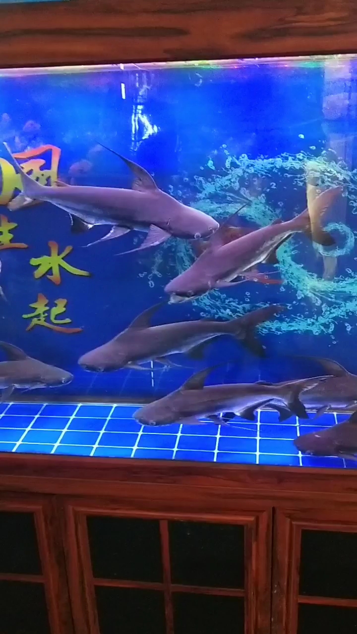 虎鲨鱼