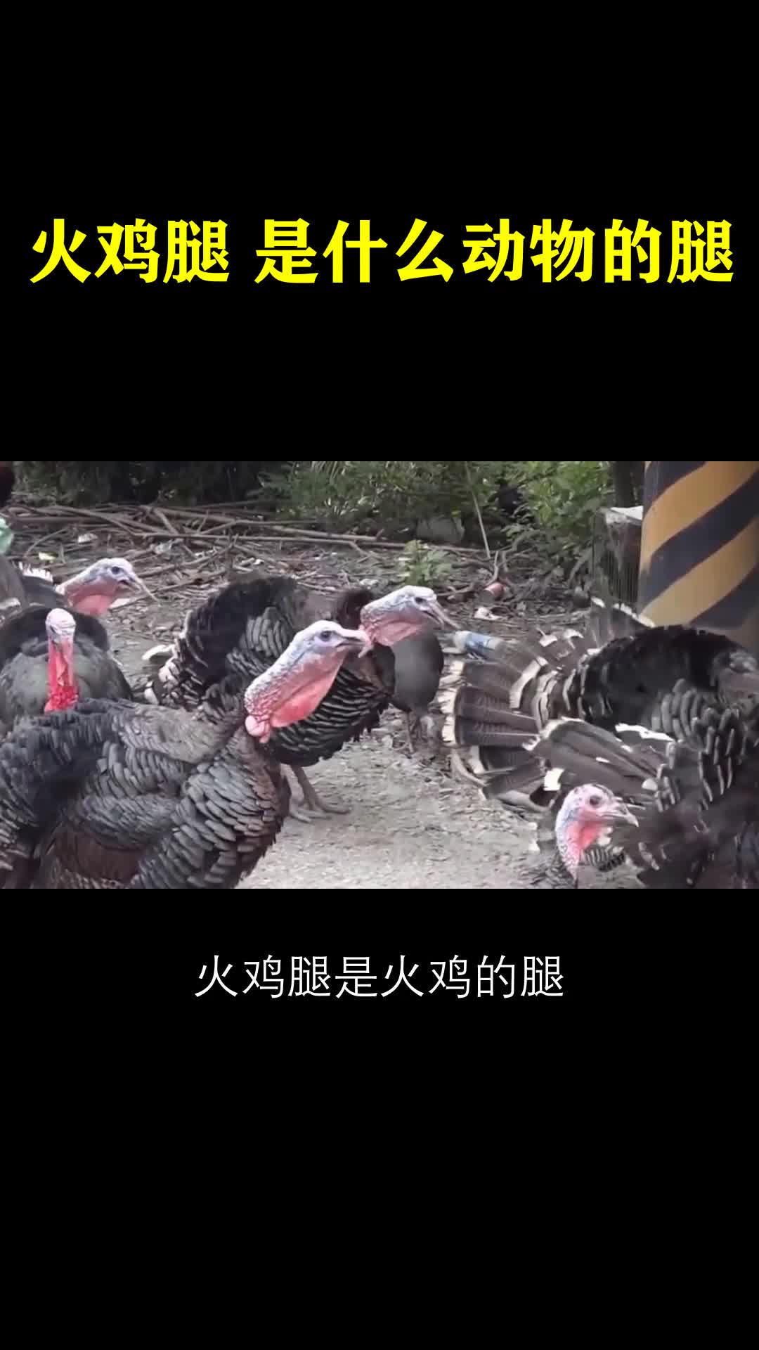 火鸡腿是什么动物的腿