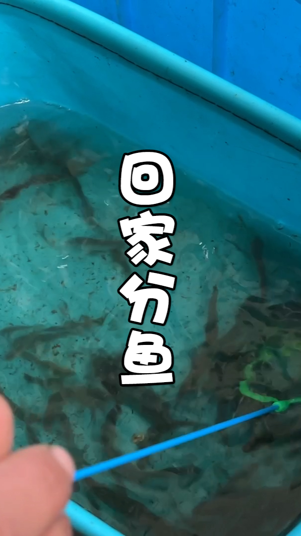 #原生鱼#冬天野采的鱼居然也有寄生虫！