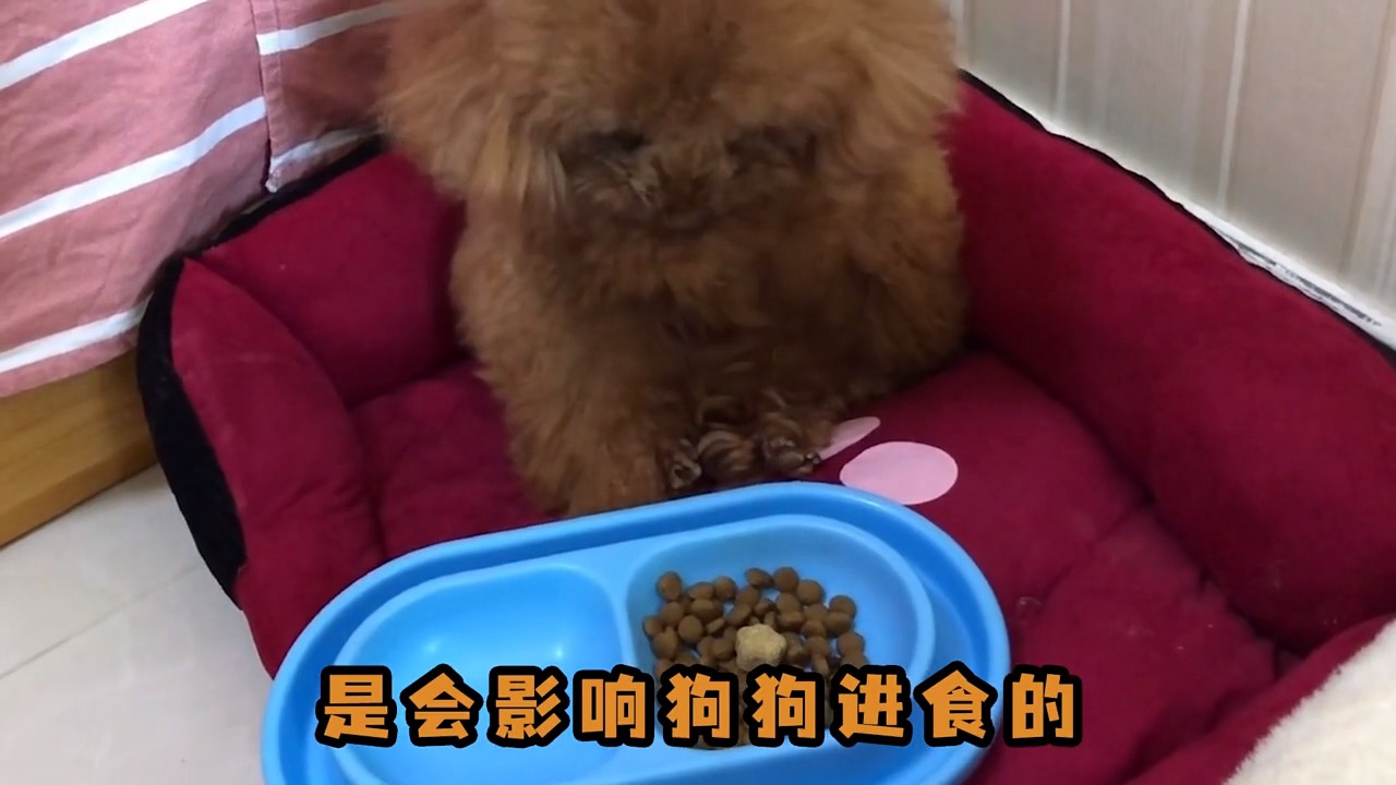 #我要上热门#狗狗嘴巴两边溃烂， 这很有可能是患上了口角炎， 建议及时采取以下措施护理