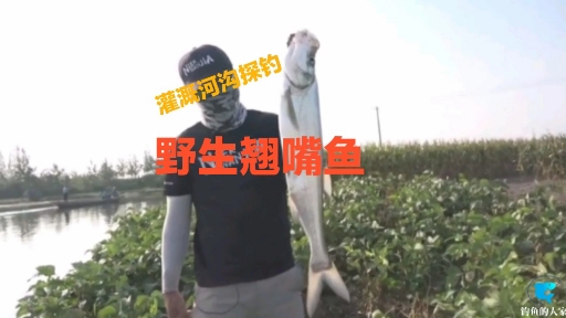 #路亚翘嘴#农村灌溉河沟探钓,路亚缓缓贴着水的表层作钓,钓获野生大翘嘴鱼