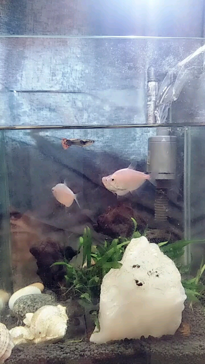 分享视频