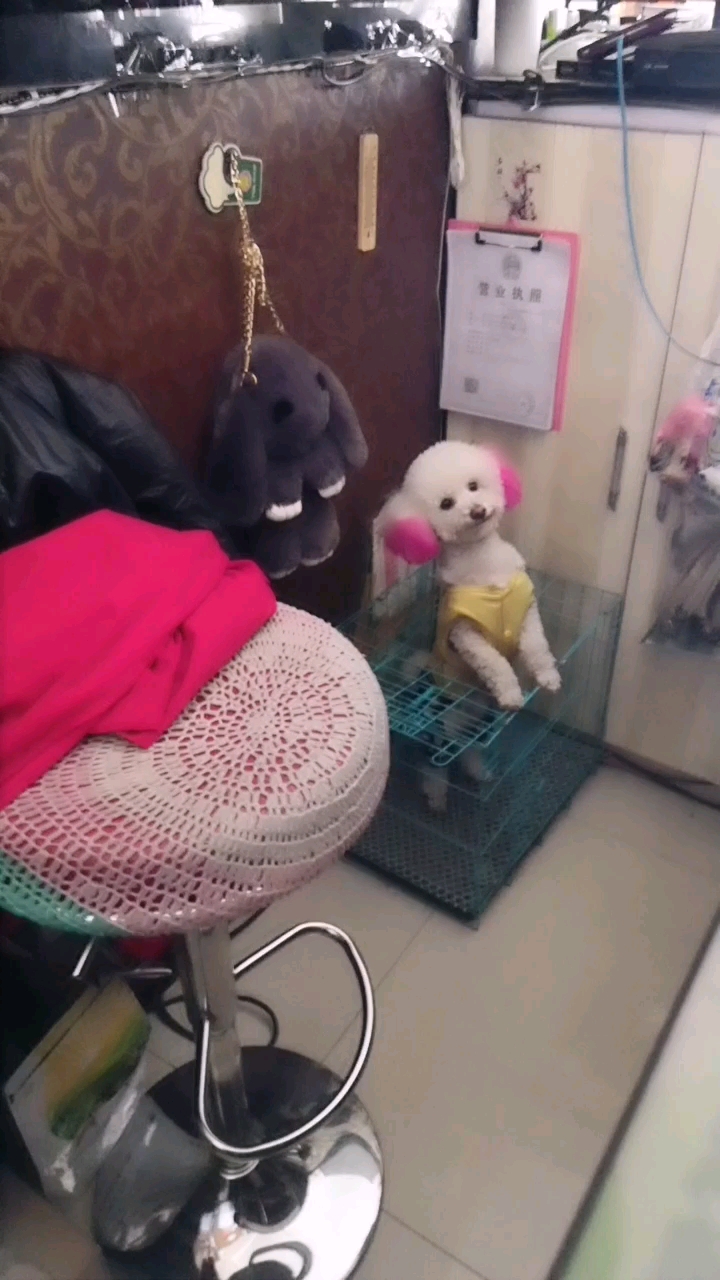 这个小家伙一听他妈妈要走大家看看小家伙从那跳出来的