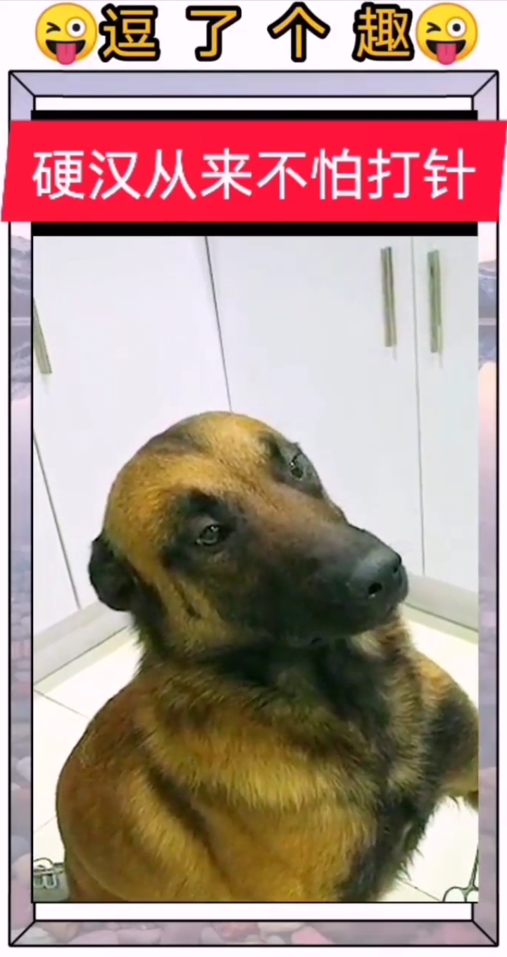 #搞笑表情包#狗狗的内心很恐惧;小伙子,别…着急…慢慢来!