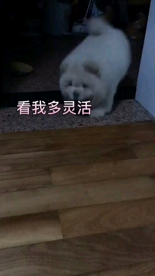 调皮鬼,也是可爱鬼